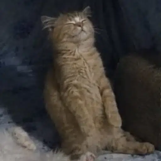 Blissful Cat logo