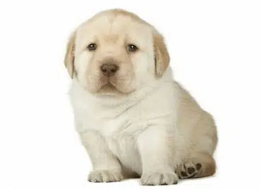 Perrito logo