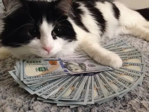 SNIPPURSS