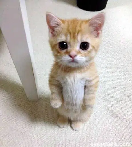 gato