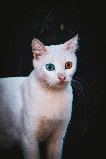 Khao