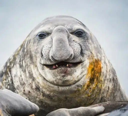 Seal