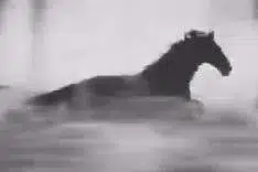 The Nietzschean Horse