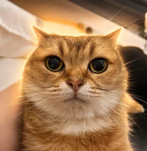 こたつ
