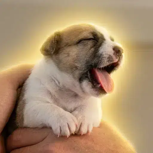 bleh dog logo