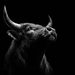 BULL