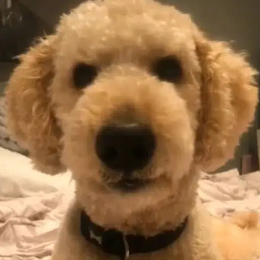 Millie To A Millie