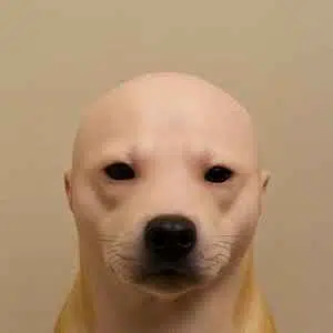 bald