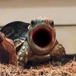 POPTURTLE