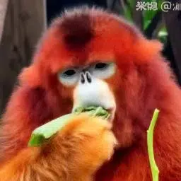 Sichuan golden hair monkey logo