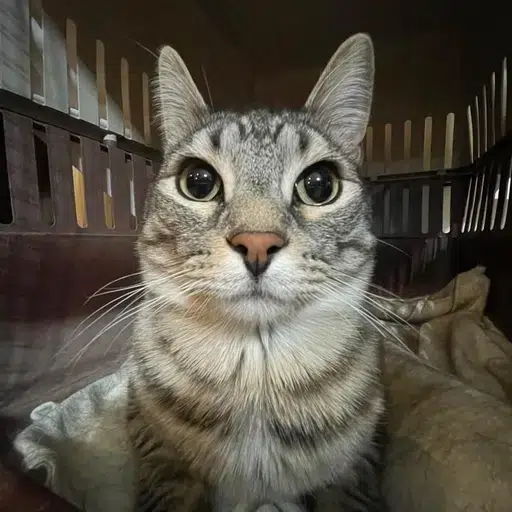 Zazu