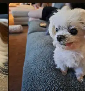 r/dog and reddit dog SAME THING logo