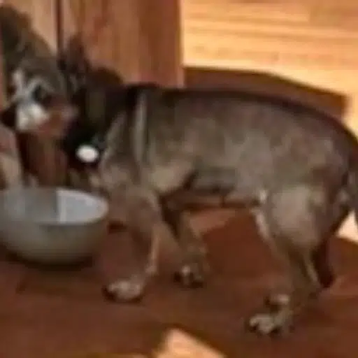 ELON DOG logo