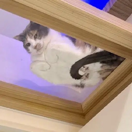 Ceiling Cat logo