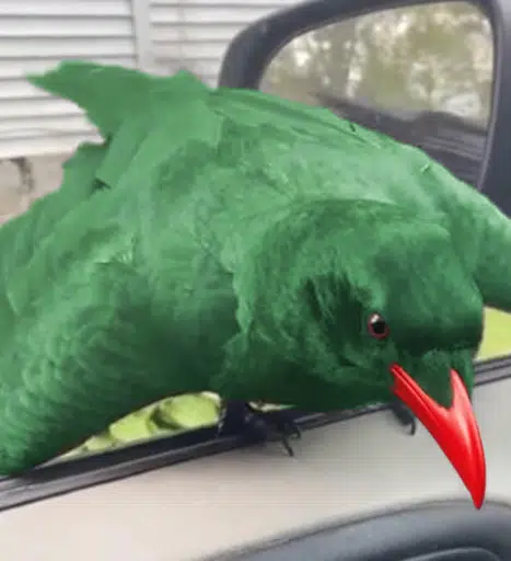 Pepe
