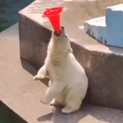 Bear wif cone logo